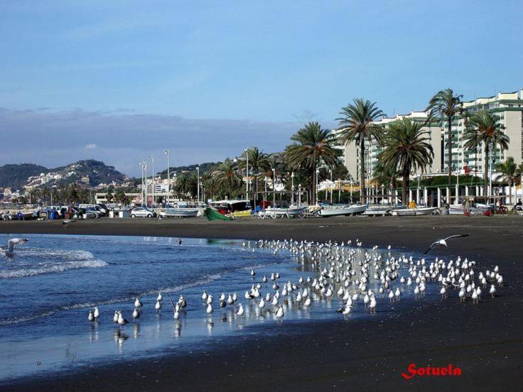 Appartement El Bambu Cerca Del Mar *